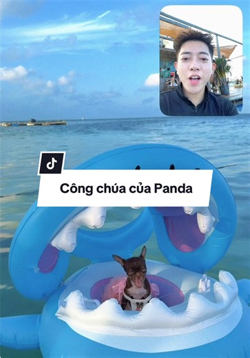 Công chúa của Panda @Lúc Anh Lúc Ánh #biacuapanda #hoanganhpanda | panda