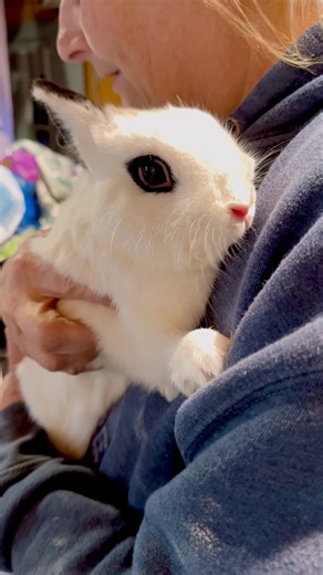 Welcome to Honey Bee Gardens, Bruce! 💛🐰 | Honey Bee Gardens Farm