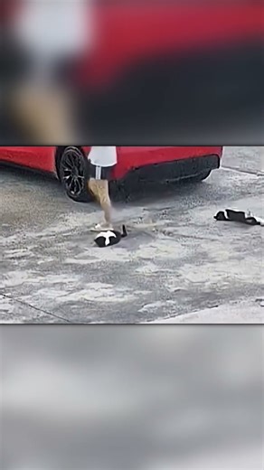 These Cats Are Desperate for Affection