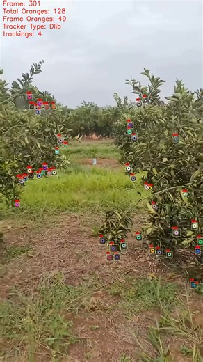 146K views · 575 reactions | Một ứng dụng Computer Vision trong nông nghiệp, ước tính số lượng cam. Dự án sử dụng Yolo 11 để phát hiện Cam. Bạn nào quan tâm đến chương trình đào tạo AI Enginer thực chiến về NLP hay Computer Vision có thể tham khảo các chương trình bên dưới tại CyberSoft nhé. #cybersoft #nlp #opencv #Yolo #ComputerVision | CyberSoft - Đào Tạo Chuyên Gia Lập Trình & Công Nghệ | Facebook