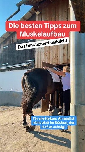 Die besten Tipps zum Muskelaufbau für sein Pferd sucht, glaube ich jeder! Viele Tipps sind gut, funktionieren aber nicht, wenn Pferde komplett falsch für Muskel sind. In diesem Video erklär ich kurz den Zusammenhang und was du wirklich machen solltest! #Pferde #anneschmatelka #pferdeausbildung #pferdegesundheit #kissingspines #losgelassenheit #trageerschöpfung #reitunterricht #muskelaufbaupferd | Anne Schmatelka