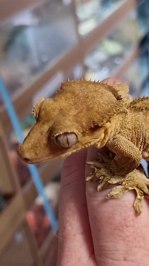 INDI_VAN_A_JONES on TikTok