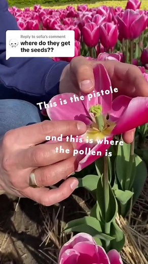 Understanding Tulip Seeds: Growth, Harvesting, and Planting