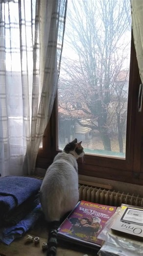 Cats can live happily at home without roaming, as long as they have food and water, a litter tray and lots of enrichment such as climbing and scratching poles, toys and of course your love and attention. If your cat has enjoyed being outside for many years, you can slowly increase their time indoors over an extended period. The good news is more than 50% of cats in NSW already enjoy the safe-at-home lifestyle. For more information on how to transition your cat, visit our website via the link bel