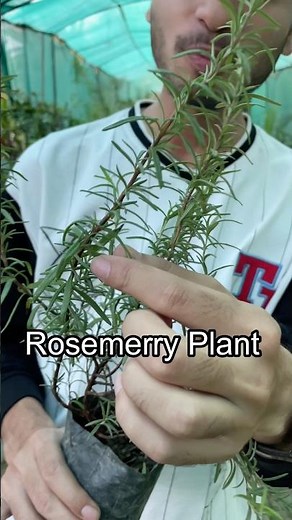 Herb Plant For Kitchen Garden 🥰 With Healing Powers