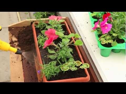 Géranium, pétunia et lobelia