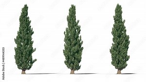 Isolated realistic Populus Nigra tree on the wind, White background with transparent cut-out animation and alpha channel.3d rendering with id pass