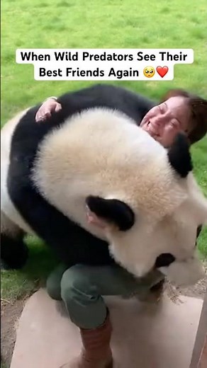 When Wild Predators See Their Best Friends Again 🥺❤️