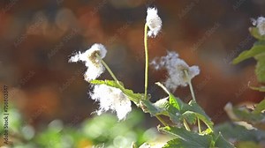 Anemone hupehensis, (Anemone hybrida japonica, Chinese or Japanese anemone, thimbleweed, or windflower) are species of flowering herbaceous perennials in family Ranunculaceae.