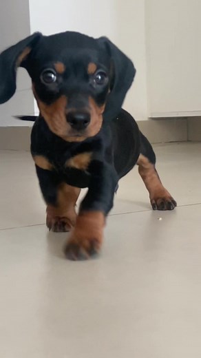 Dachshund and Chihuahua Mix - Cute Puppy Compilation