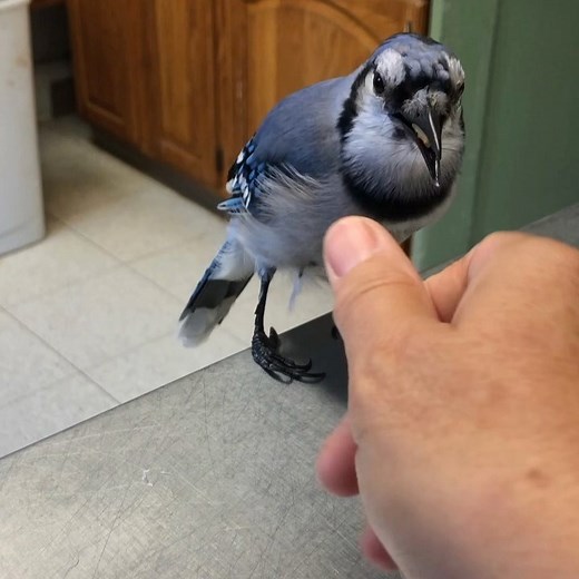 2.7K views · 233 reactions | Blue jays are often known as true love...