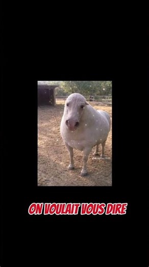 présentation de oupi goupi et larry le malicieux