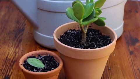 Multiply your plants: 7 houseplants you can grow from cuttings