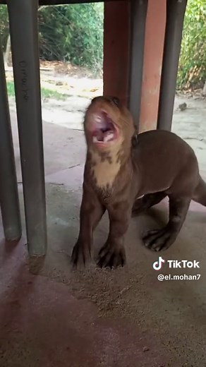 Nutrias Gigantes en Colombia: Mascotas y Más