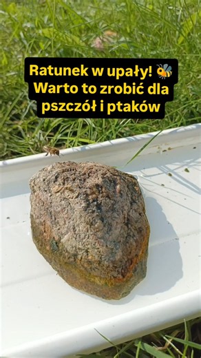 Ratunek w upały! To musisz zrobić dla pszczół i ptaków 🐝💧 #garden #chwilananature