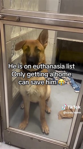 #animalcrulityawareness #stopanimaltesting #stopanimalabbuse #animalrescuelife #animalrescuesquad