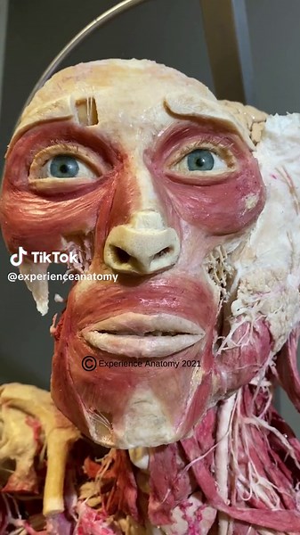 Understanding Deviated Septum and Nose Anatomy