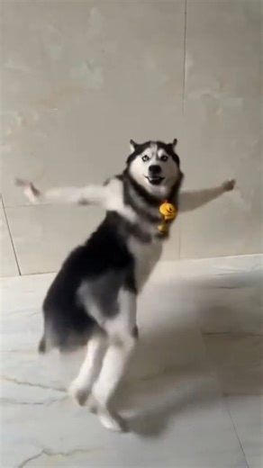 daily dance on Instagram: "Husky dance"