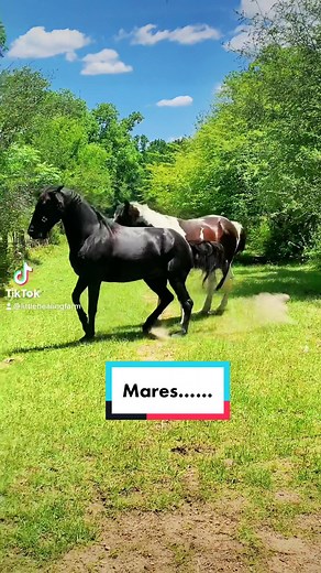 Mares Mania: A Compilation of Horses on TikTok