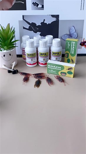 Effective Cockroach Control Tips for Homeowners