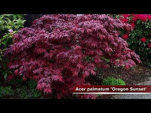 Acer Palmatum 'Oregon Sunset' Japanese Maple
