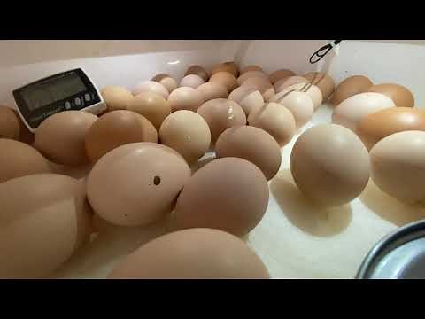 Chicks chirping in their eggs before they hatch