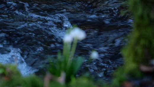 Snowdrop, Spring Flower, Flower. Free Stock Video
