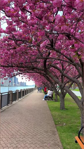 51 reactions · 12 shares | Kwanzan Cherry Blossom in ROOSEVELT ISLAND New York City  | The NYC Walking Show | Facebook
