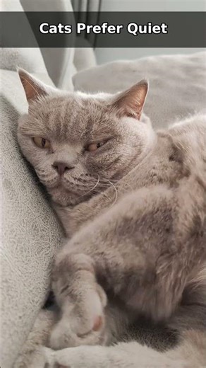 5 CAT Quirks EXPLAINED