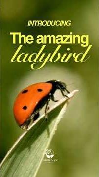 Why Ladybirds Are Amazing for UK Gardens