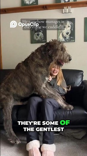 The Irish Wolfhound: Huge, Fast… and Shockingly Sweet!