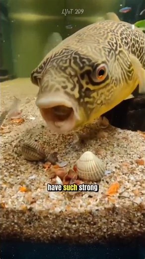 Why do pufferfish have such strong and sturdy teeth?.#animals #pufferfish