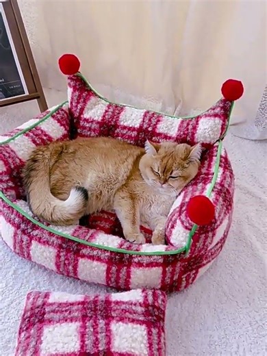 🎄 The Perfect Christmas Gift for Your Furry Elf!