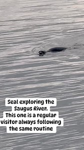 Seal exploring the Saugus River. This one is a regular visitor always following the same routine | Boston’s Wicked North Shore