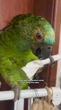 Things you need to know BEFORE getting a parrot! #pets #animals