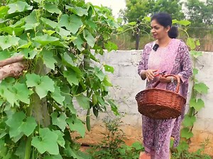 Farm Harvest | Mad gardener