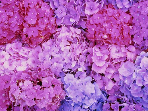 How to Grow and Care for Hydrangeas for the Most Beautiful Blooms on the Block
