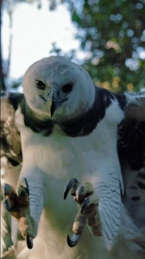 Perfect Shot: Harpy Eagle 🦅 Skillfully Hunting Howler Monkey in the Amazon Rainforest! ⭐️ Masterful!