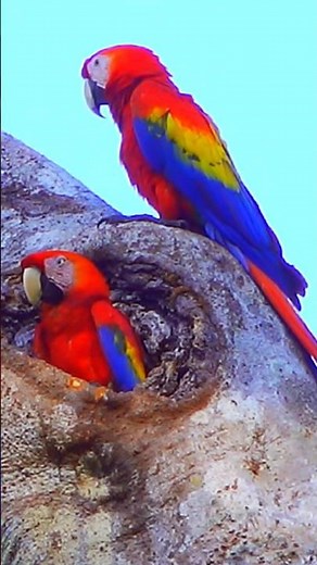 Scarlet Macaw Bird Sounds #shorts #nature #naturelovers #birdssounds #birds #birdlovers