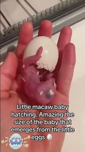 Witness the Incredible Hatching of a Baby Macaw