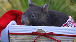 Meet our little Christmas miracle - Holly the wombat joey! 🎄❤️ | Australian Reptile Park