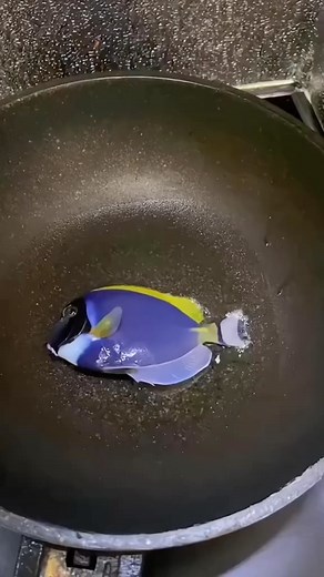 Monster Aquatic Fish | Instagram's Aquatic Experts on Instagram: "Why are they cooking dory!"