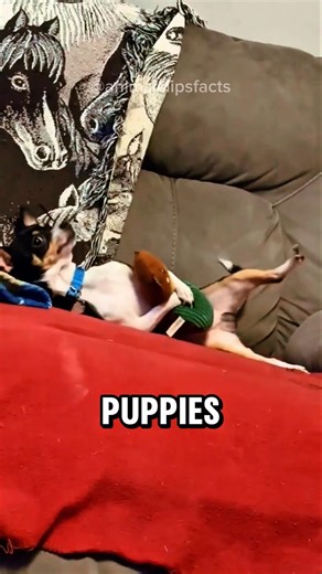 Why Dogs Hump Random Things