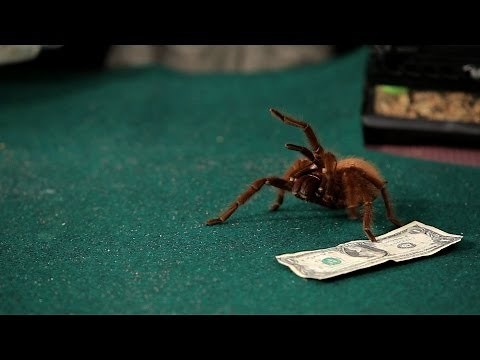 Where to Buy a Tarantula | Pet Tarantulas