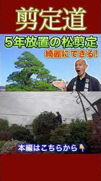 《これどうしよう。。》伸び放題の松にモヤッていたら見て欲しい #剪定方法 #庭作業 #庭木の管理 #剪定方法 #松 #実家 #庭じまい #庭木の剪定