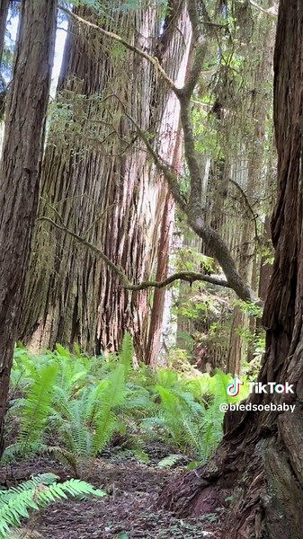 Encuentro Místico en el Bosque de Secuoyas