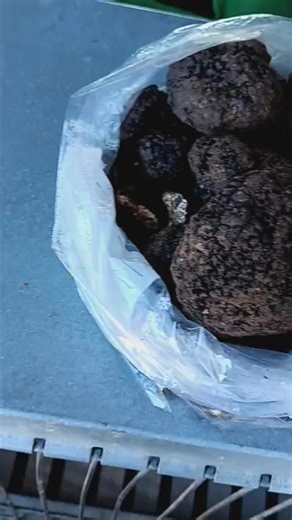 Dog and truffle on Reels