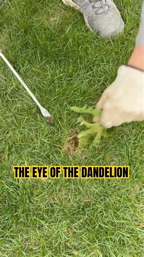 If Pulling Weeds Was A Competitive Sport #fyp#fypシ゚viral#viral#weedpulling#boring#trending#yardwork