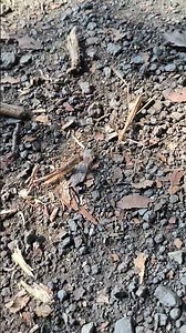 Great camouflage stick insect #phasmatodea