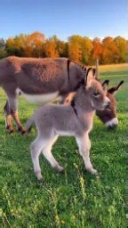 🤣🫏 Donkey Doing Donkey Things • • • • • #viral #comedy #reels #memes #trending #instagram #meme #explore #funnyvideos #funnymemes #instagood #explorepage #fun #love #fyp #reelsinstagram #lol #follow #humor #memesdaily #trendingreels #cute #like #tiktok #viralvideos #viralreels #foryou #dankmemes #funnymeme #foryoupage | Donkey Moments Studio